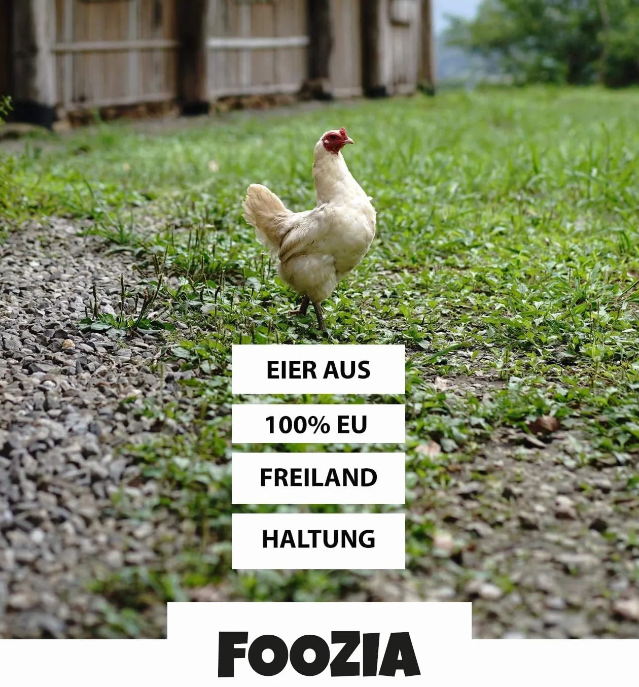 EIKLAR-FLISSIG 6000 g Proteína de huevo puro de agricultura europea al aire libre