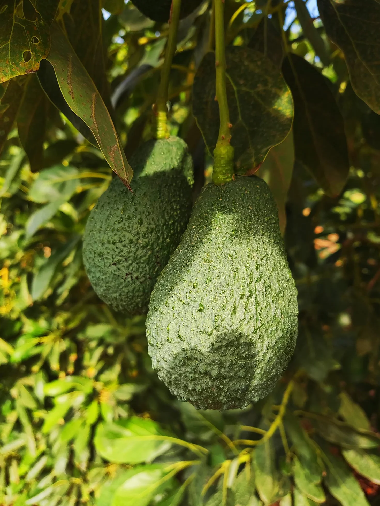 Aguacate Hass Pack 2 kg - Aguacates Frescos Seleccionados para Guacamole