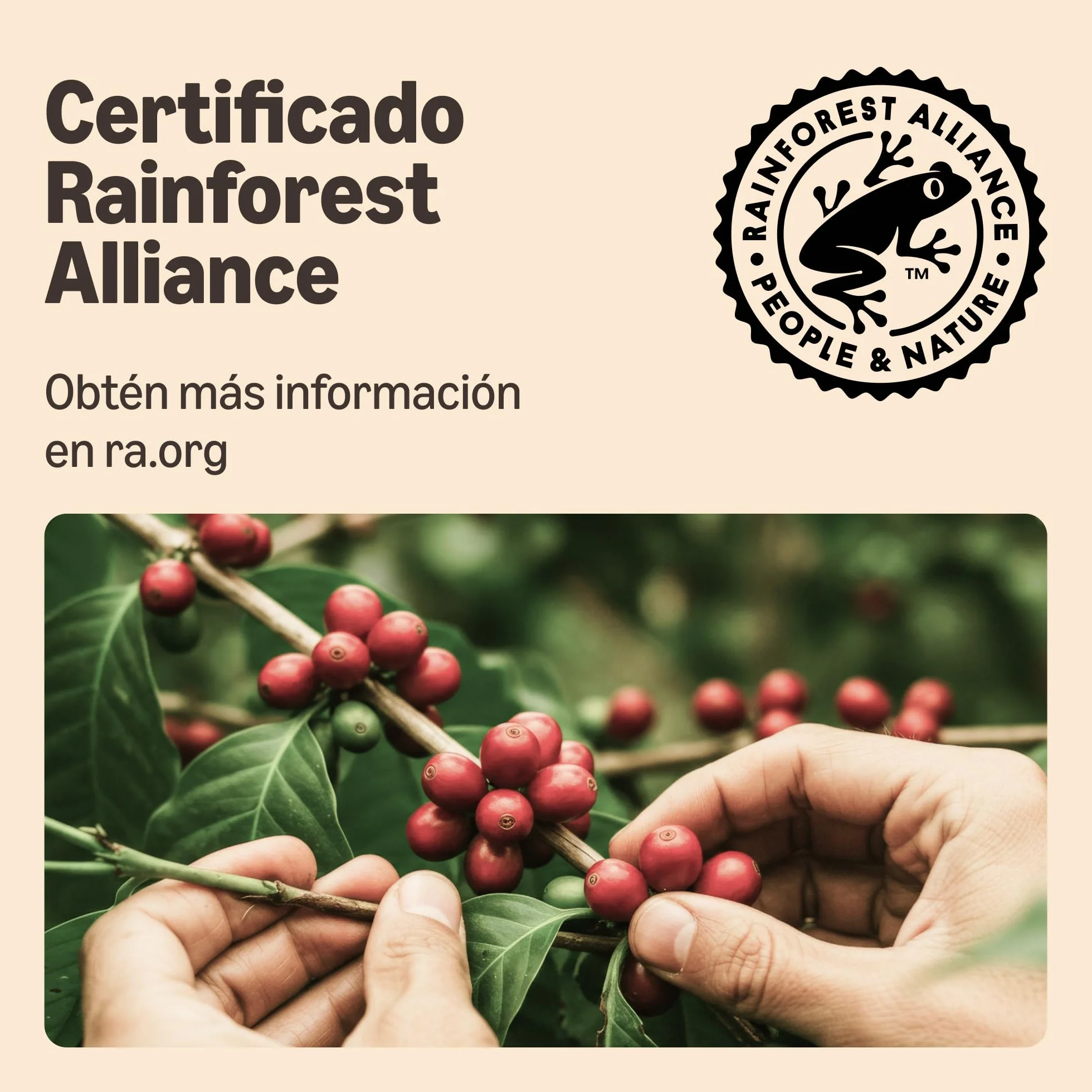 Cápsulas de Café Ristretto Compatibles con Nespresso, Tostado Medio, 100 Unidades, Rainforest Alliance