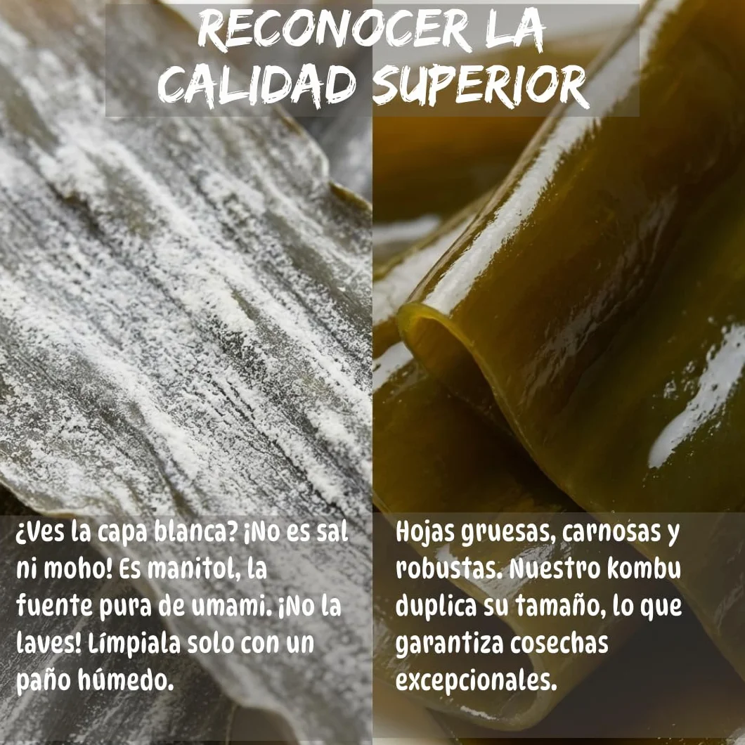 Umami Algas Kombu Japonesas 50g Grado Premium Primera Cosecha Secadas al Sol para Caldo Dashi