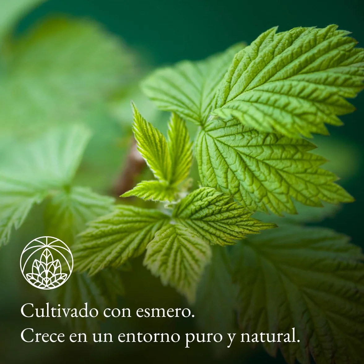 Té de hojas de frambuesa 300g Infusión Final del Embarazo
