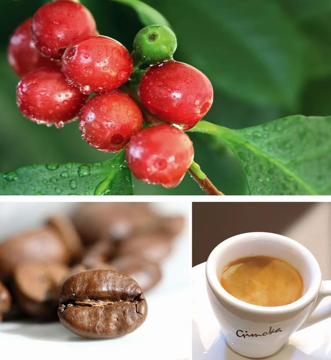 Gimoka Mezcla de Café Espresso Intenso, 50 Cápsulas, Compatible con Nespresso, Intensidad 11, Hecho en Italia