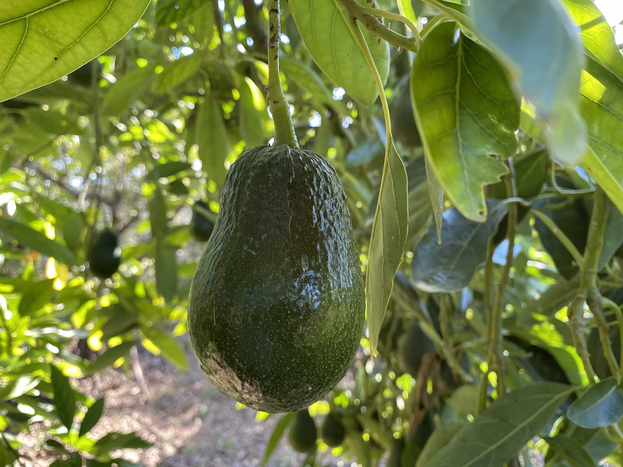 Aguacates LAMB HASS 4Kg (14-16 piezas) Producción propia sin químicos
