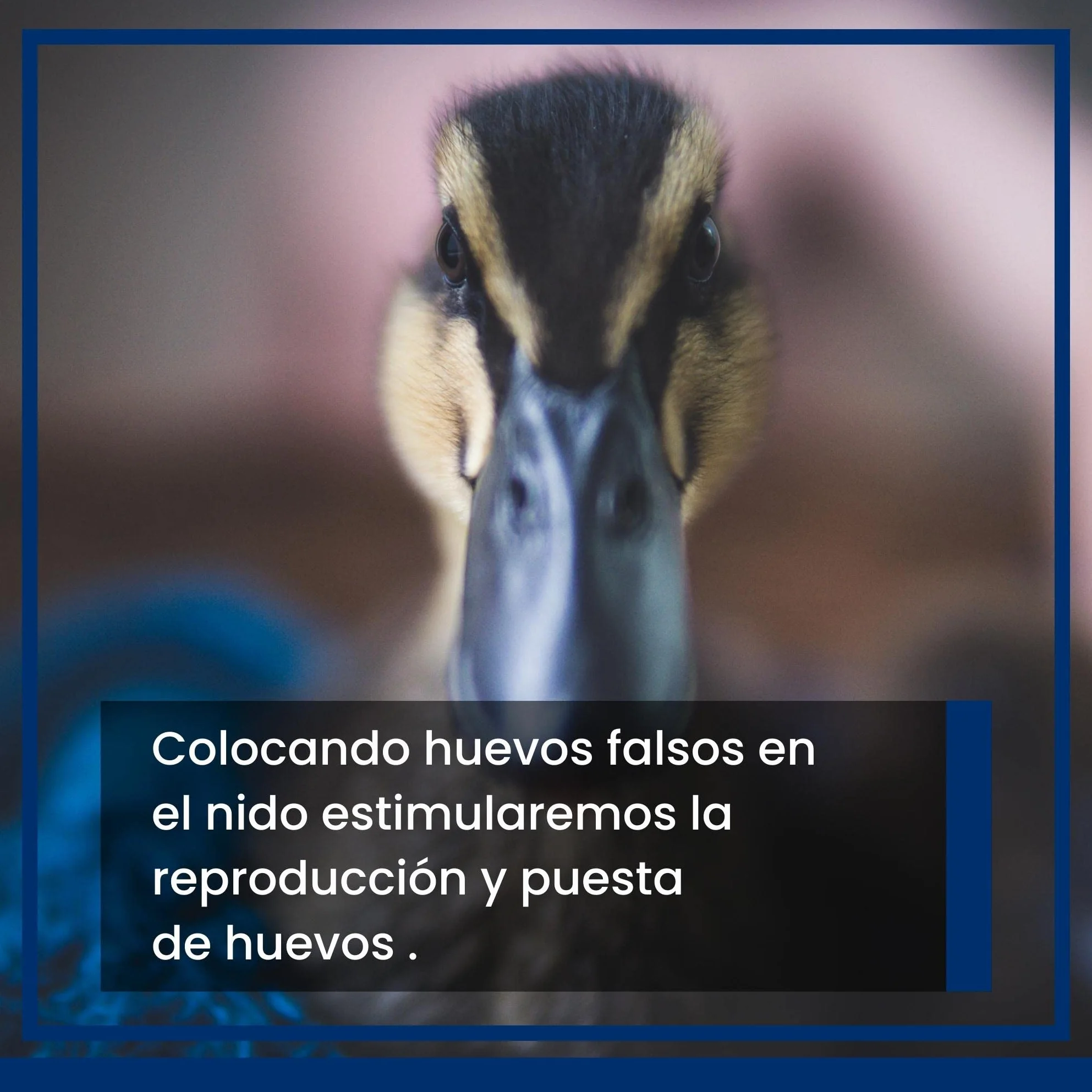 Pack Huevos de Pato Falsos Macizos Color Blanco (12) FINCA CASAREJO