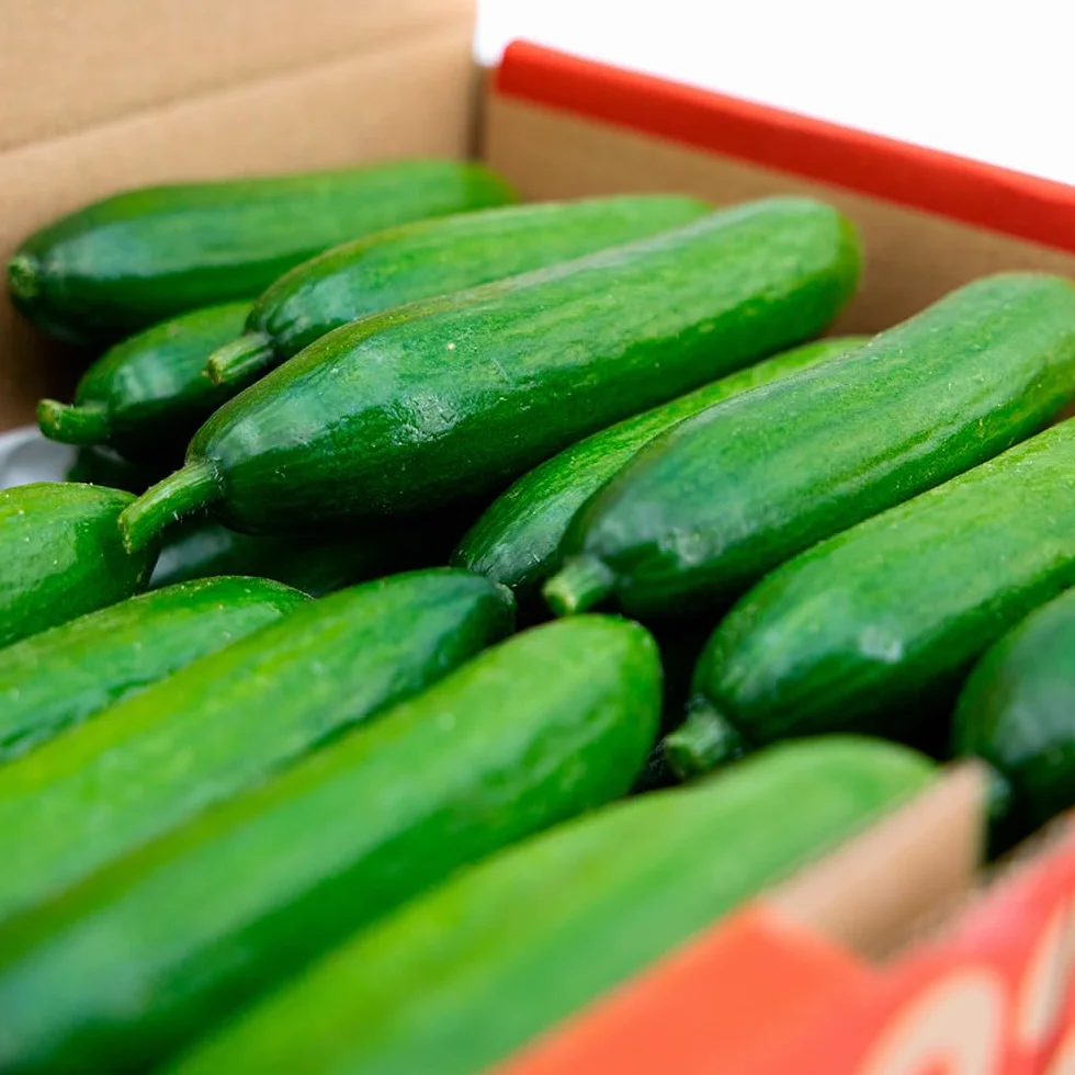Pepino Cocktail Mycubies® 1kg La Parcela Origen España Andalucía Costa Tropical
