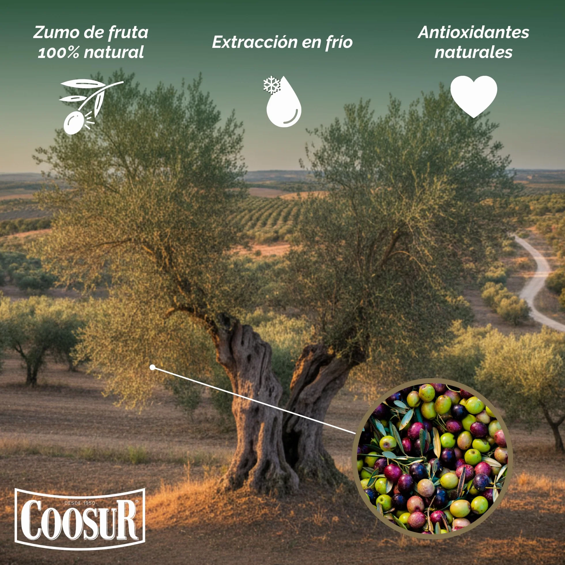 Aceite de Oliva Virgen Extra 5 Litros Garrafa PET Cooperativa