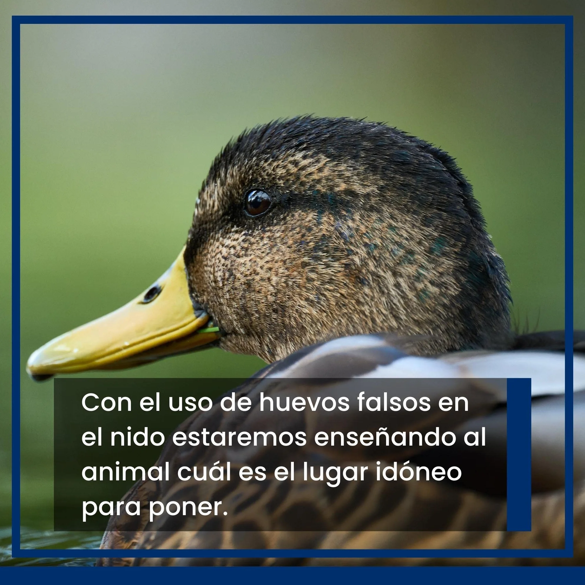 Pack Huevos de Pato Falsos Macizos Color Blanco (12) FINCA CASAREJO