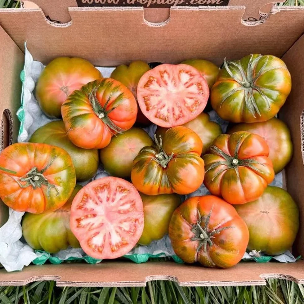 Tomate Raf 4 Kg frescos de temporada cultivados en España