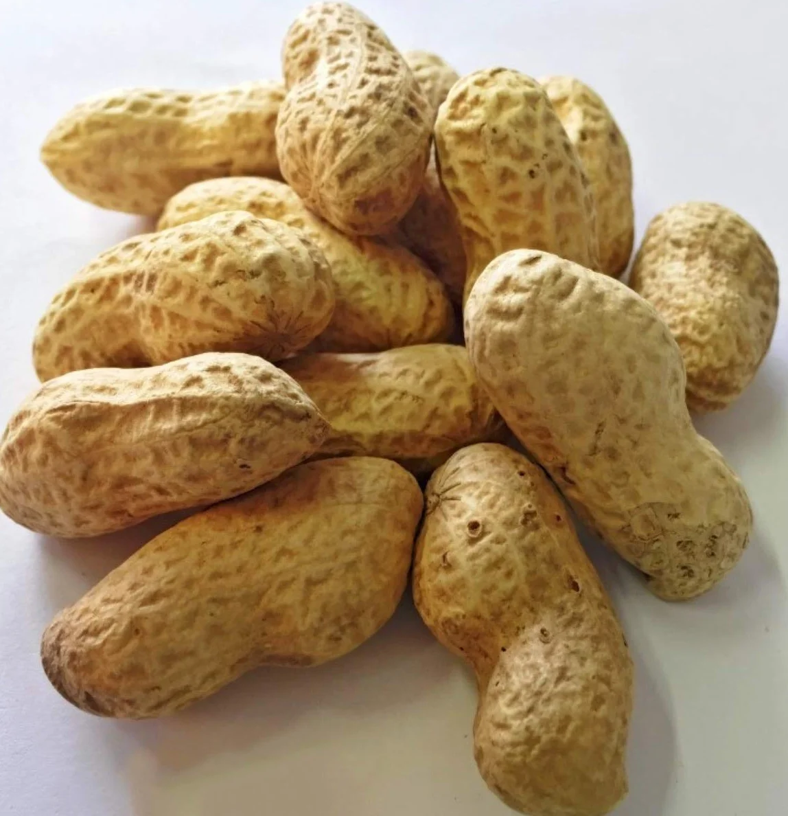 Cacahuetes con cáscara crudos para Loros 300 gr