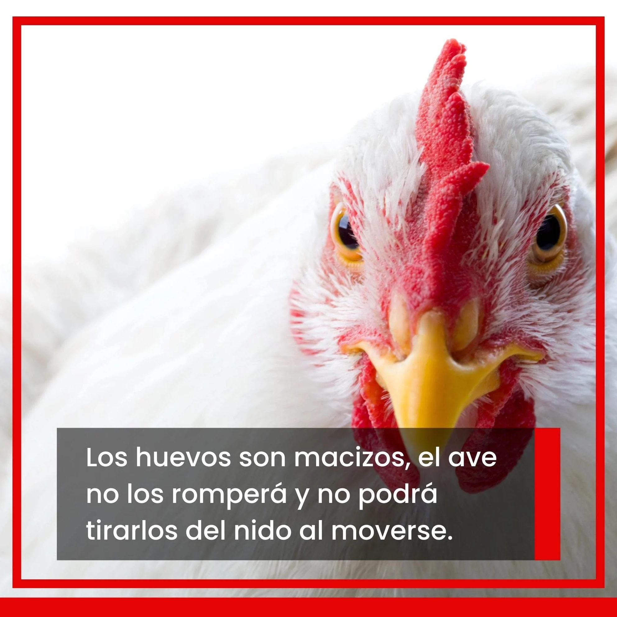 Huevo Falso Macizo de Gallina 6 Unidades FINCA CASAREJO