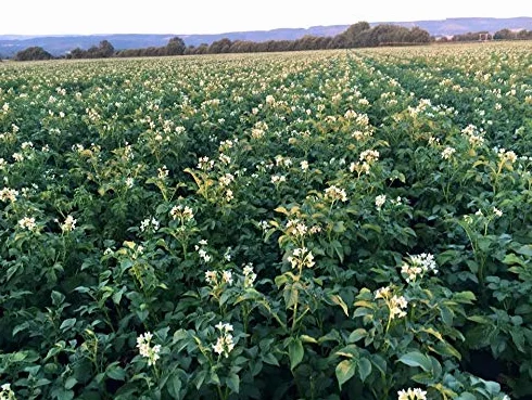 Patata variedad agria España freír Caja 10 kg