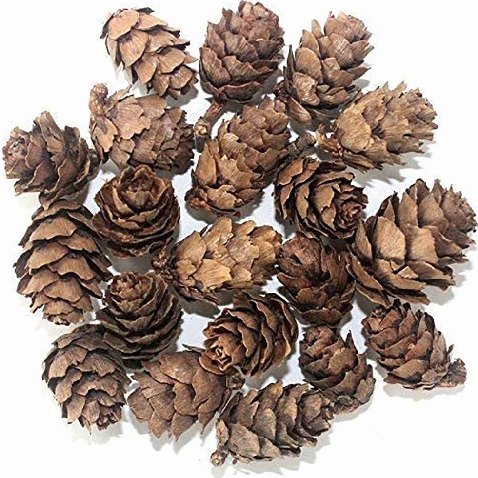 POFET 30 Piezas Piñas navideño,Mini Conos de Pino Naturales de Acción de Gracias para el hogar Manualidades de Bricolaje Árbol de Navidad Decoración de otoño Invierno (1-2 cm)