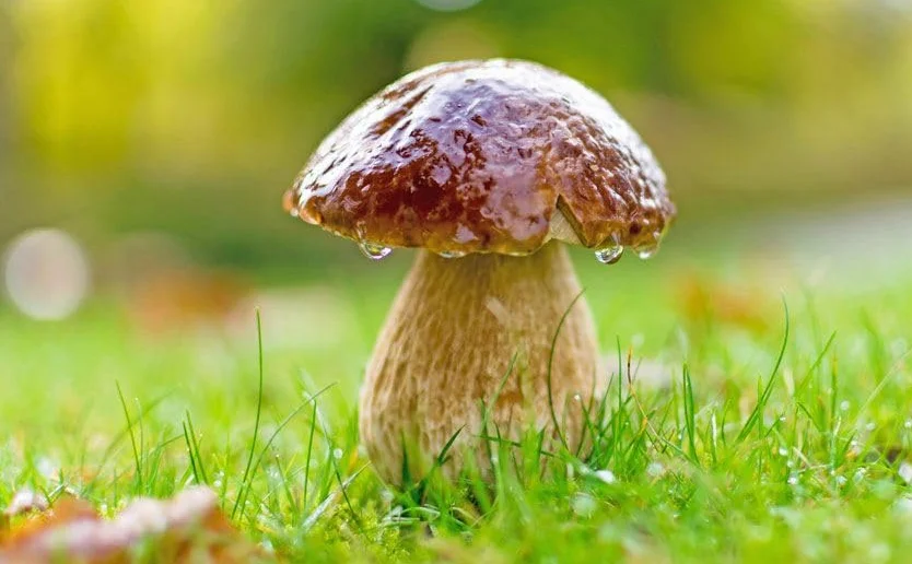 Setas Boletus Edulis Deshidratadas Galicia 30g Hongos Gourmet