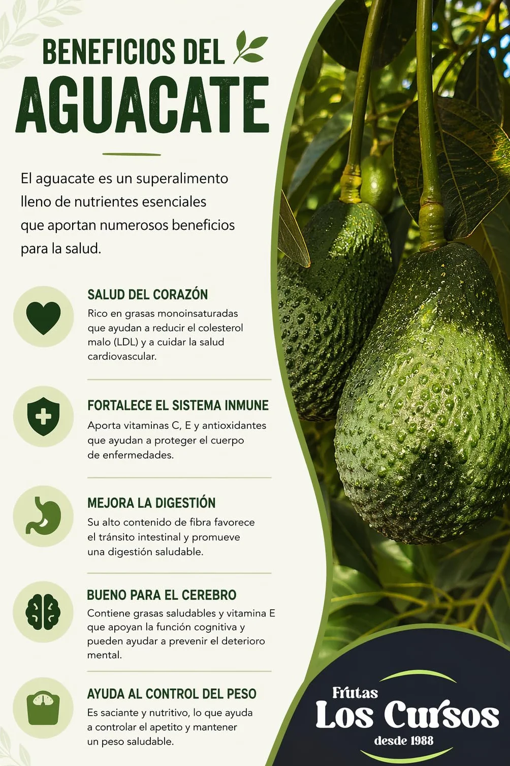 Aguacate Hass Pack 2 kg - Aguacates Frescos Seleccionados para Guacamole