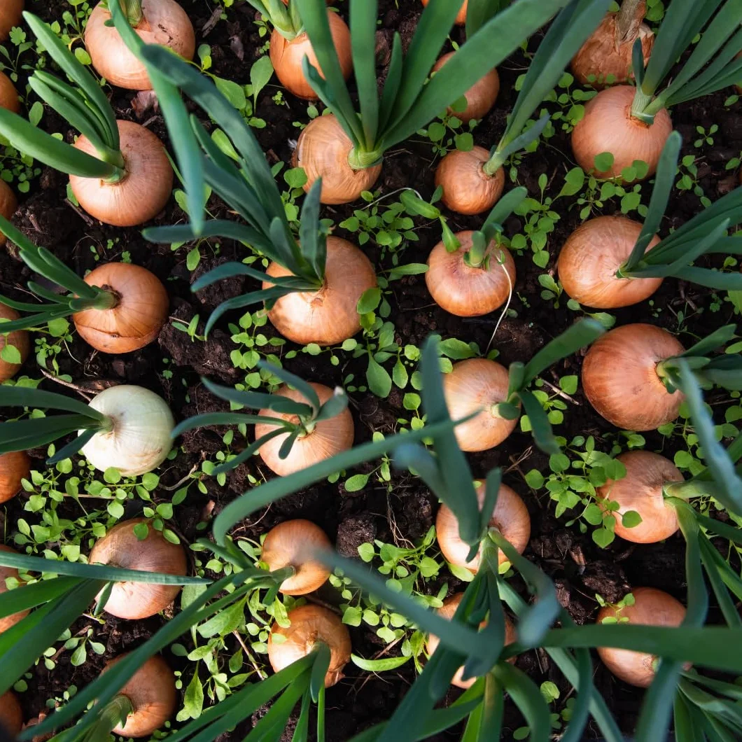 Alpi Nature Cebolla en Hojuelas 500g, Trozos de Cebolla Secas y Picadas 5-30 mm