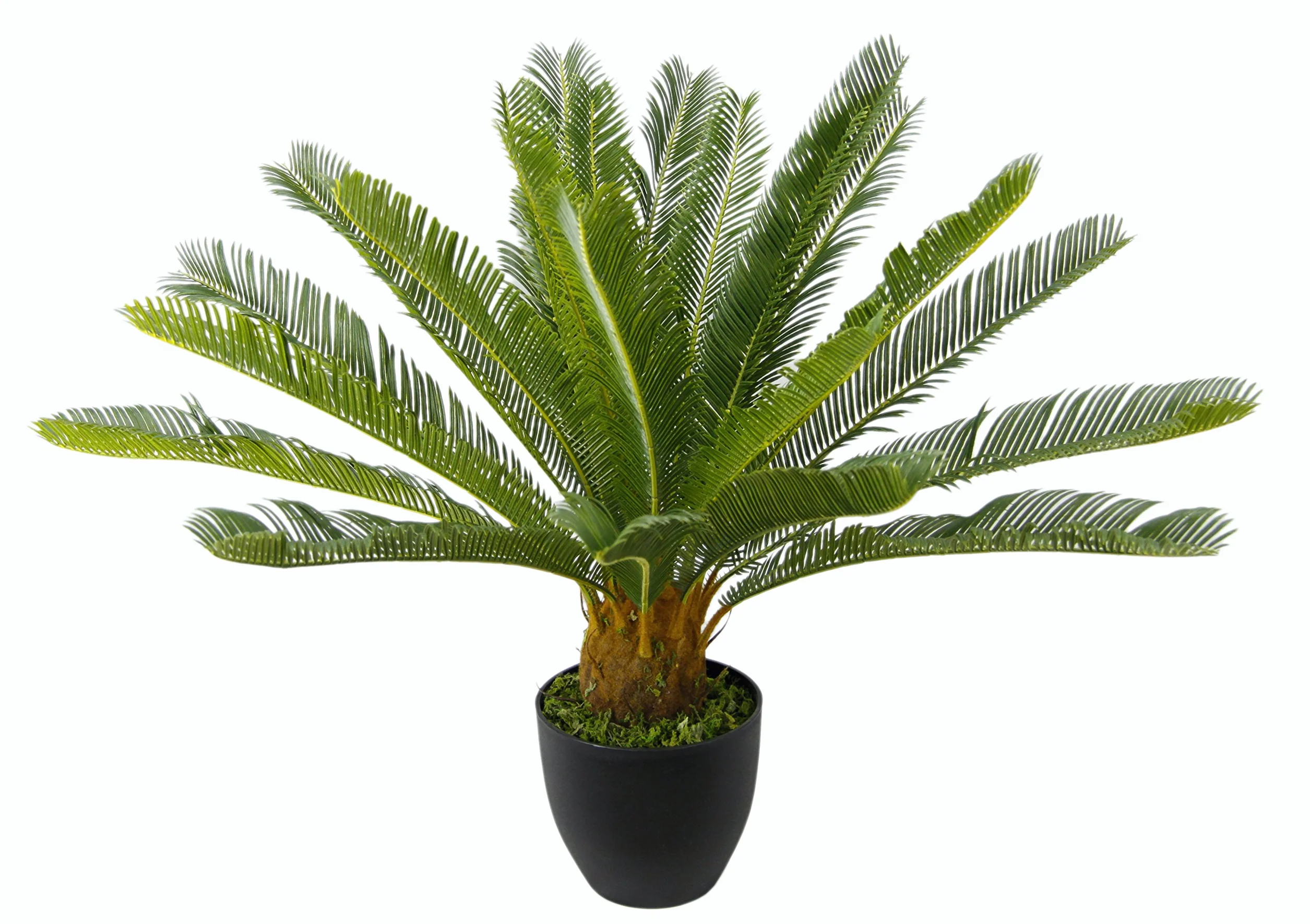 Cycaspalme en Maceta.