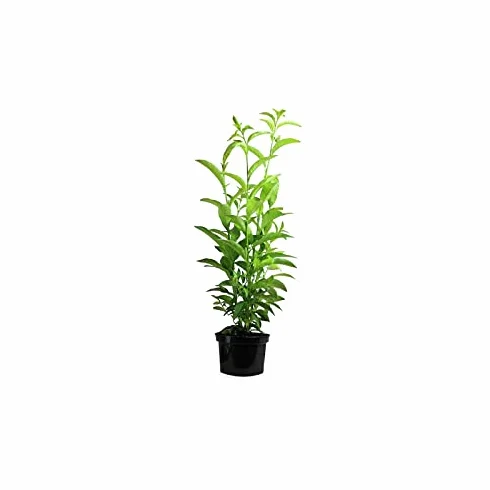 Cestrum nocturnum Dama de Noche Galán de Noche PORTES GRATIS