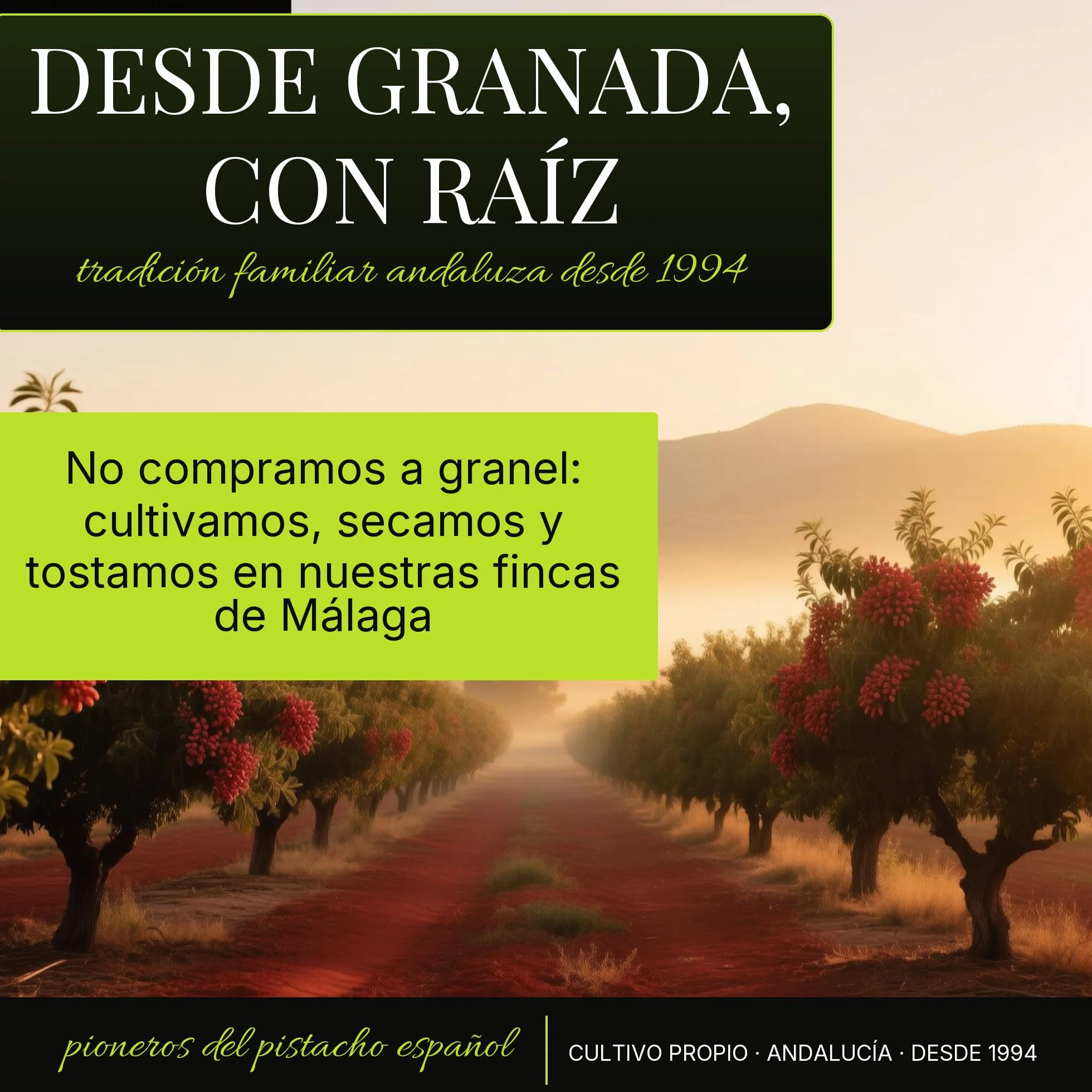 Pistachos Tostados Sin Sal Españoles Con Cáscara 4x250g Snack Saludable