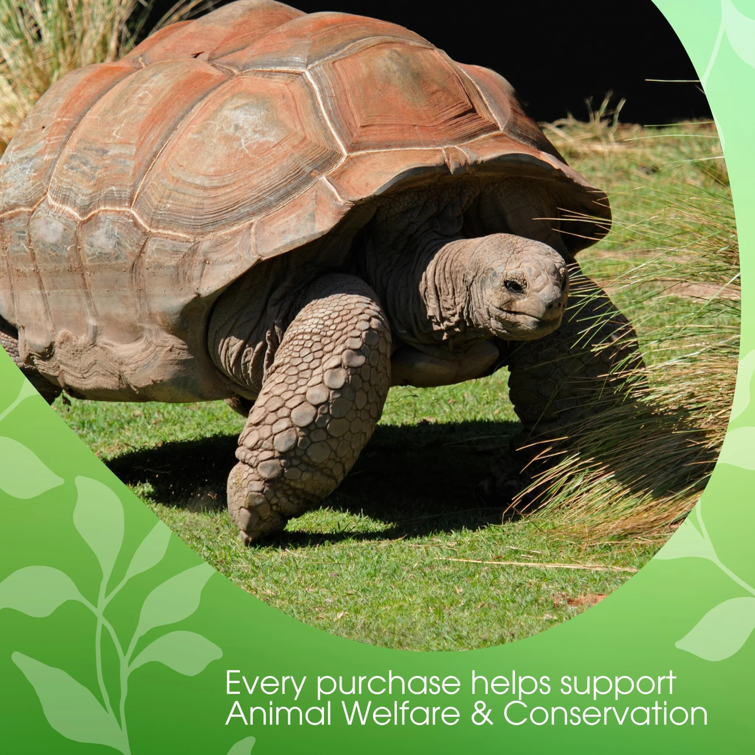 David Rio Chai Latte Tortoise Green Tea 398g