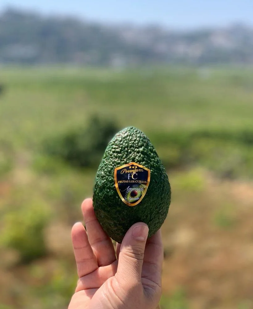 Aguacate Hass Pack 2 kg - Aguacates Frescos Seleccionados para Guacamole