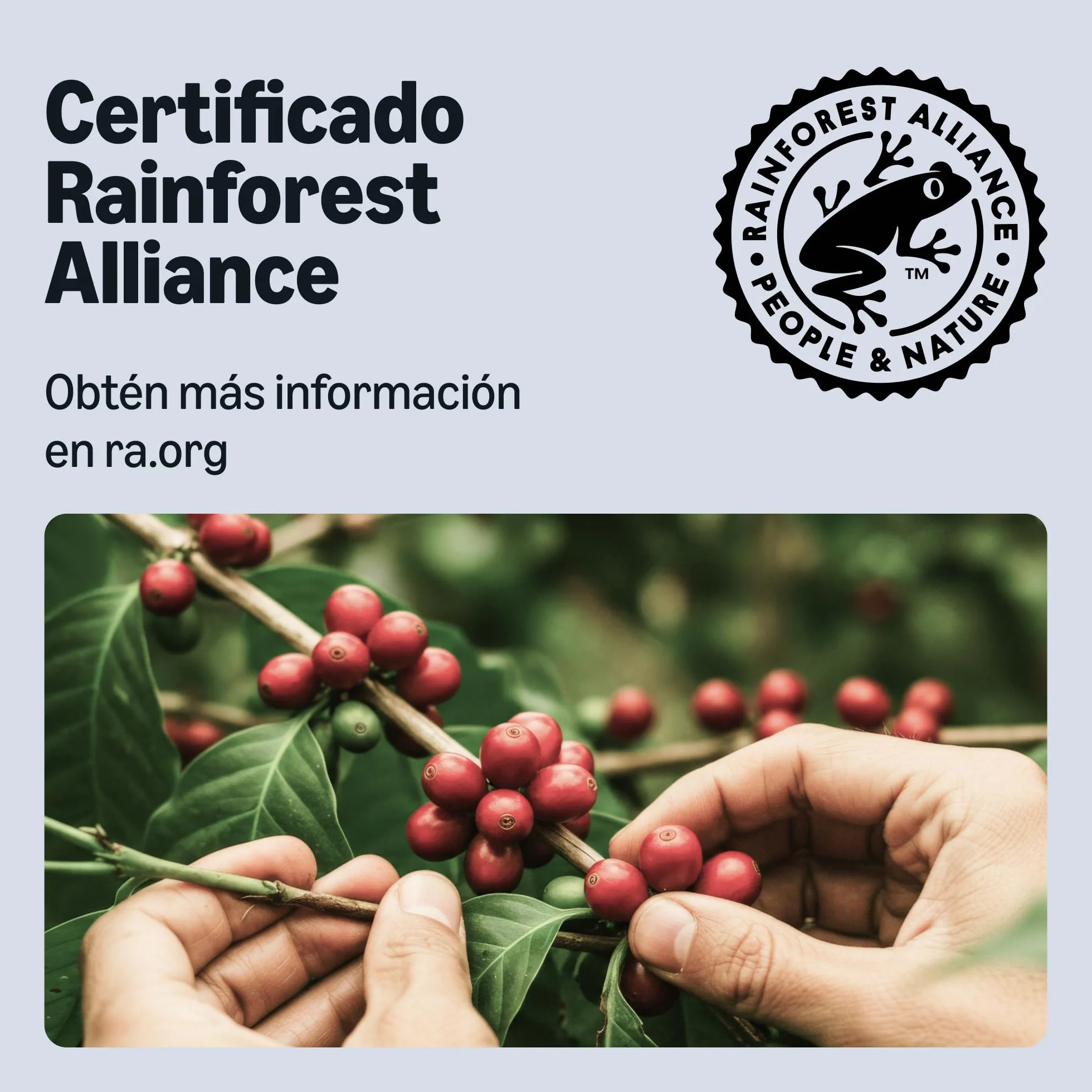 Cápsulas de café Intenso, tueste oscuro, compatibles con Nespresso, 100 unidades, Rainforest Alliance