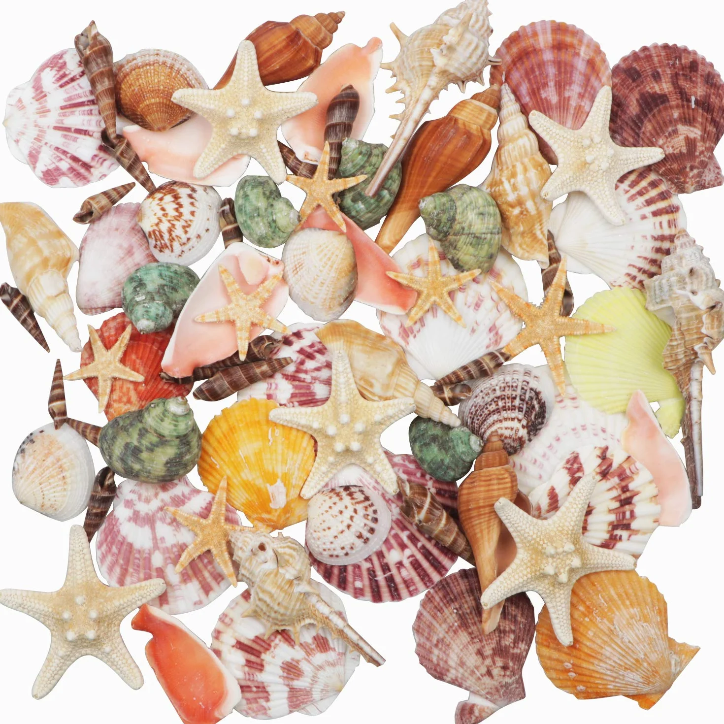 Conchas Marinas Mixtas de Playa, 9 Tipos de Conchas Marinas Naturales de 3 a 9 cm y 2 Tipos de Estrellas de mar para Fiestas temáticas de Playa, Manualidades, Rellenos de jarrones, decoración del
