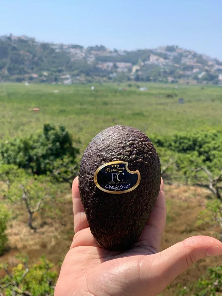 Aguacate Hass Pack 2 kg - Frescos Seleccionados para Guacamole