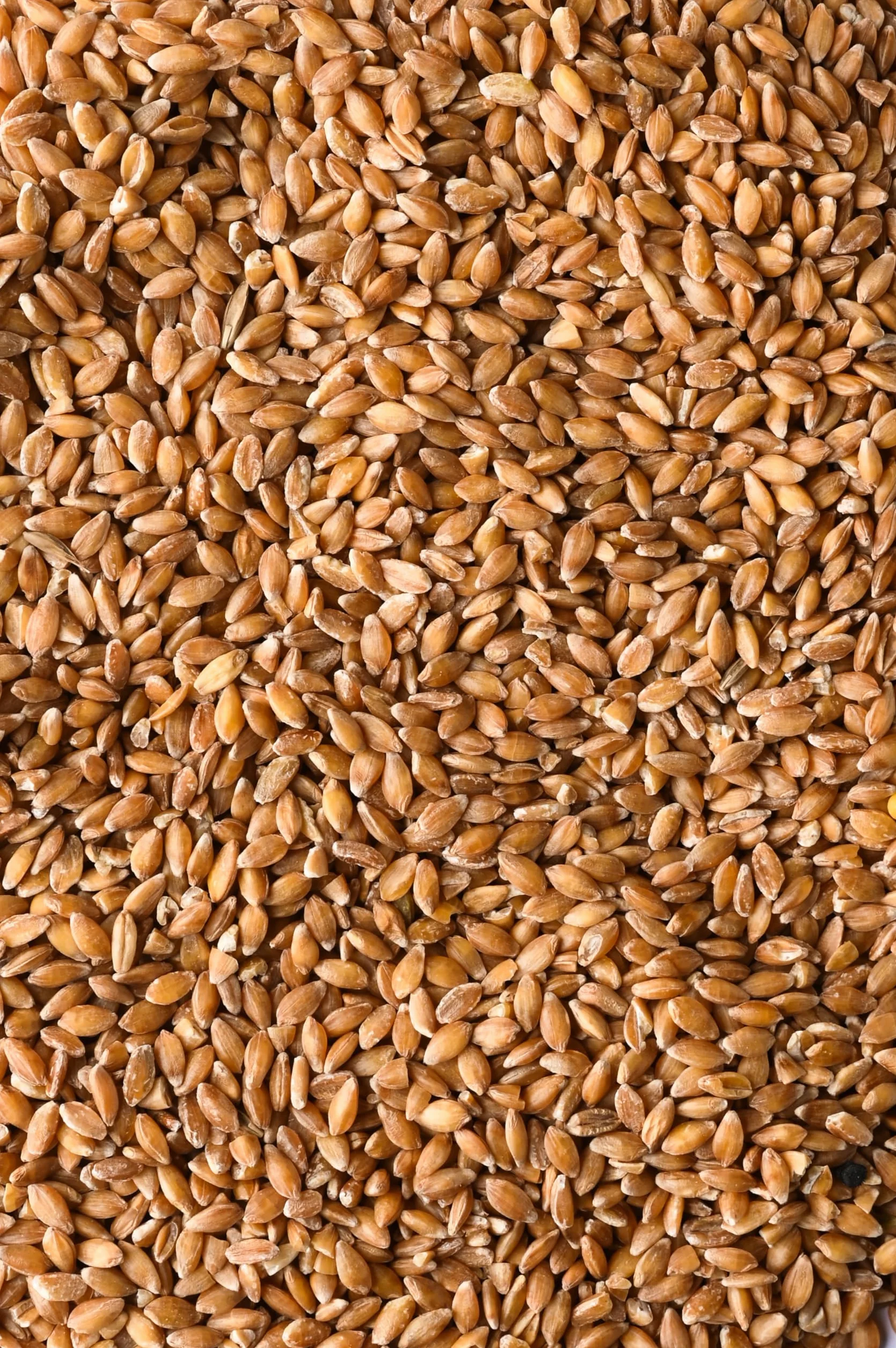 Biojoy Escanda Granos BÍO 2 kg crudos enteros Triticum monococcum