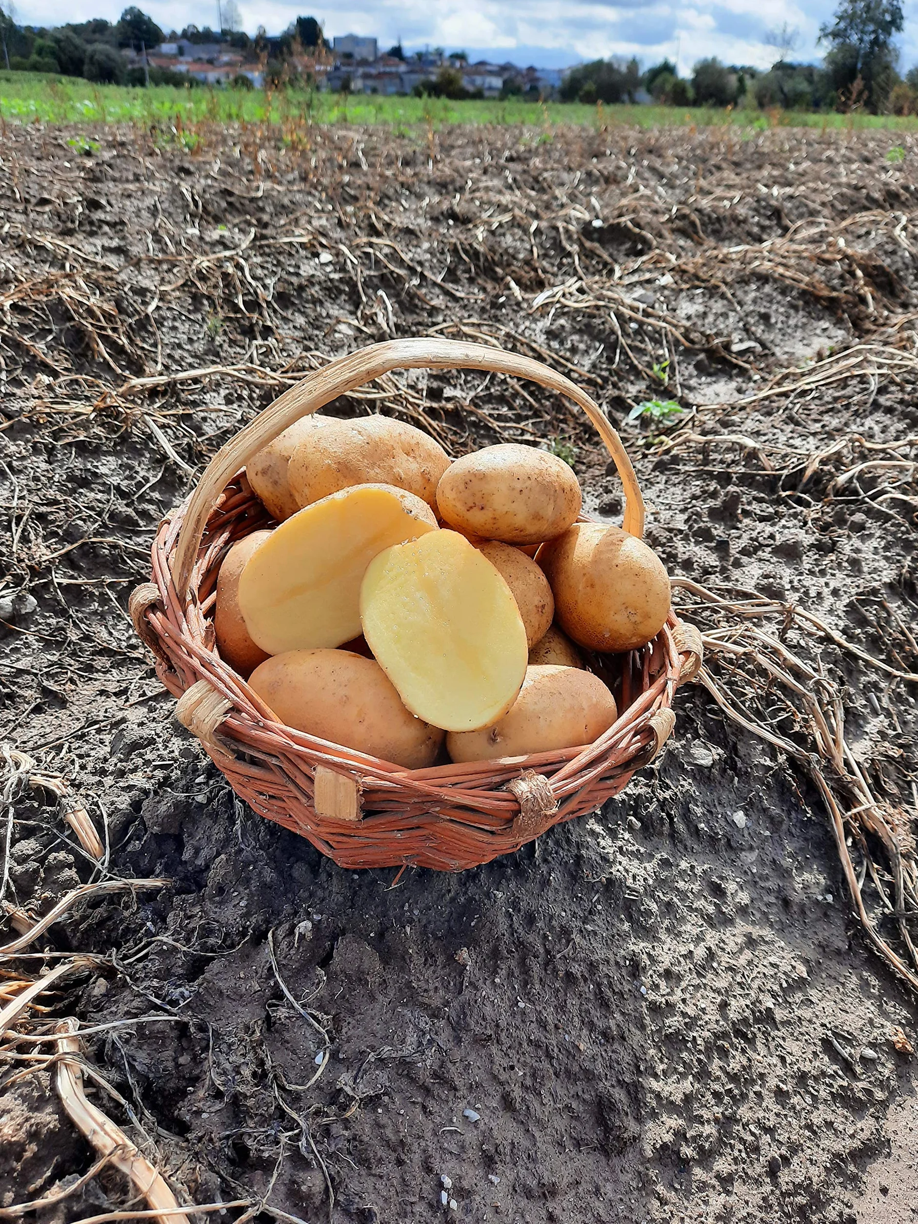 PATATA DE GALICIA SELECCIÓN ESPECIAL FREIR VARIEDAD AGRIA CAJA 10 KG