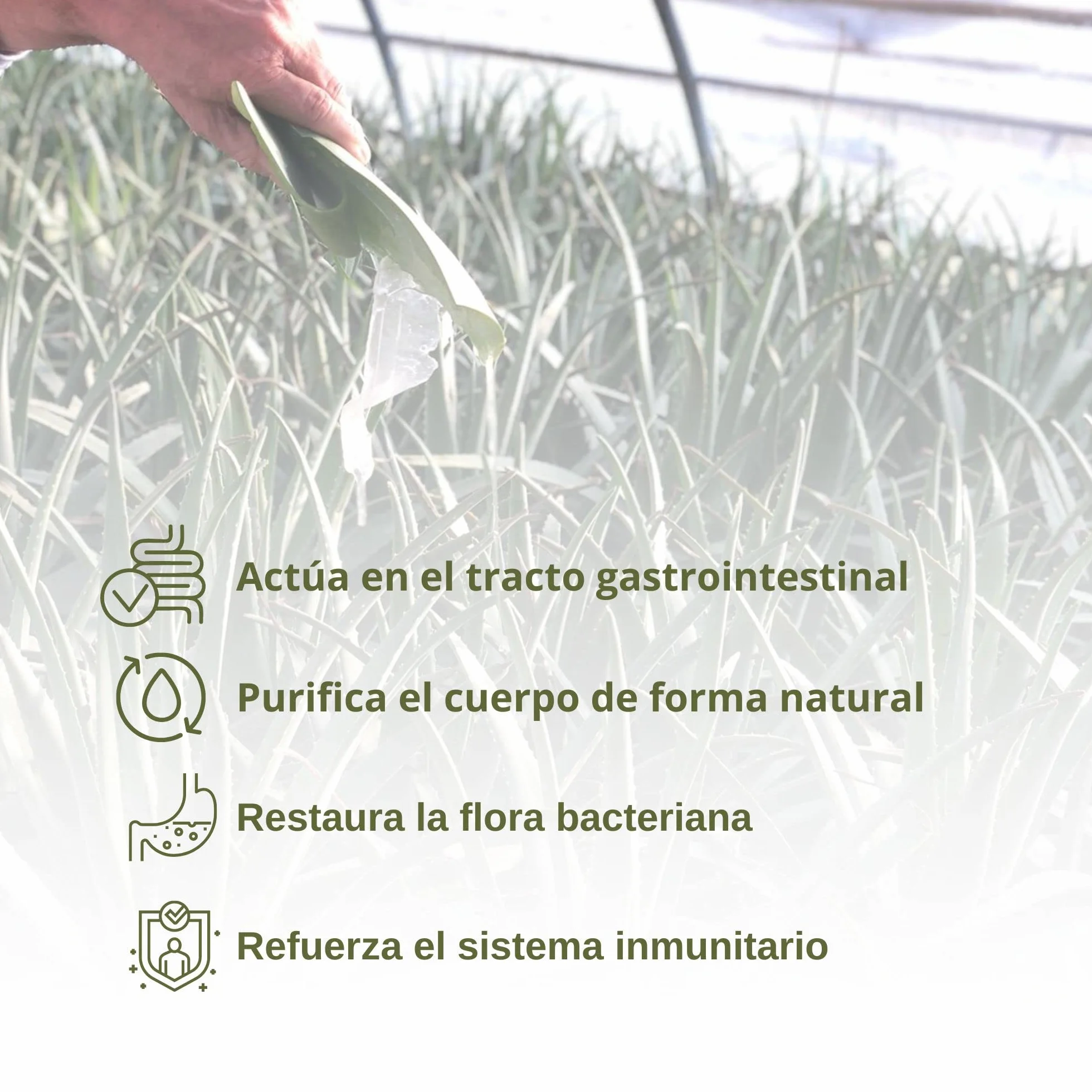 Benessence Jugo De Aloe Vera y Arándano 1 L