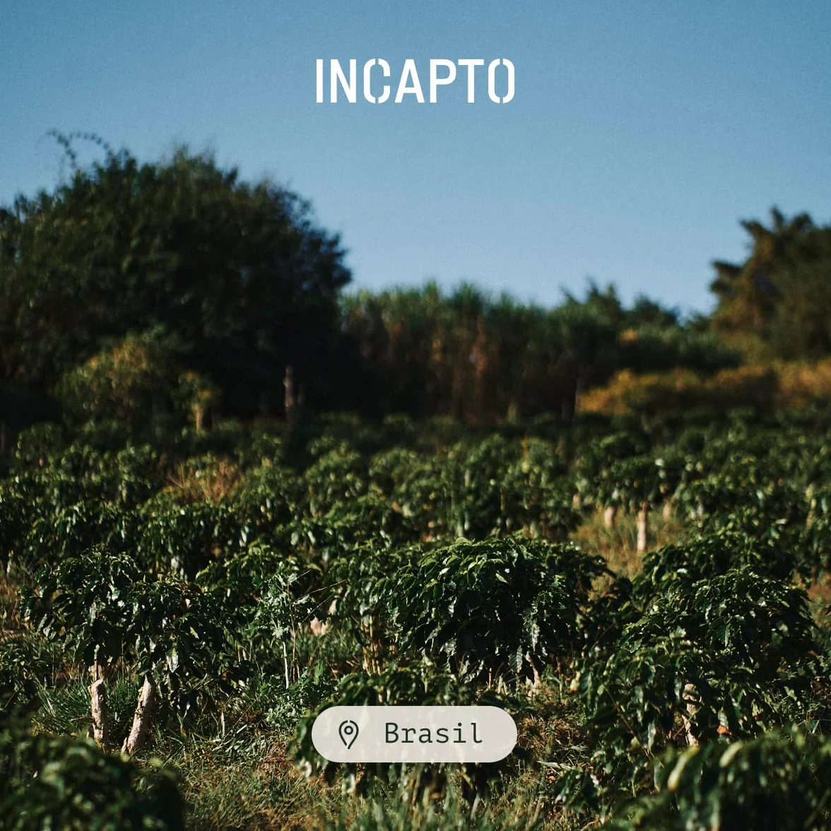 Incapto Café en Grano de Especialidad 1kg Brasil 100% Arábica Specialty Coffee 84 puntos SCA Tueste Natural Artesanal