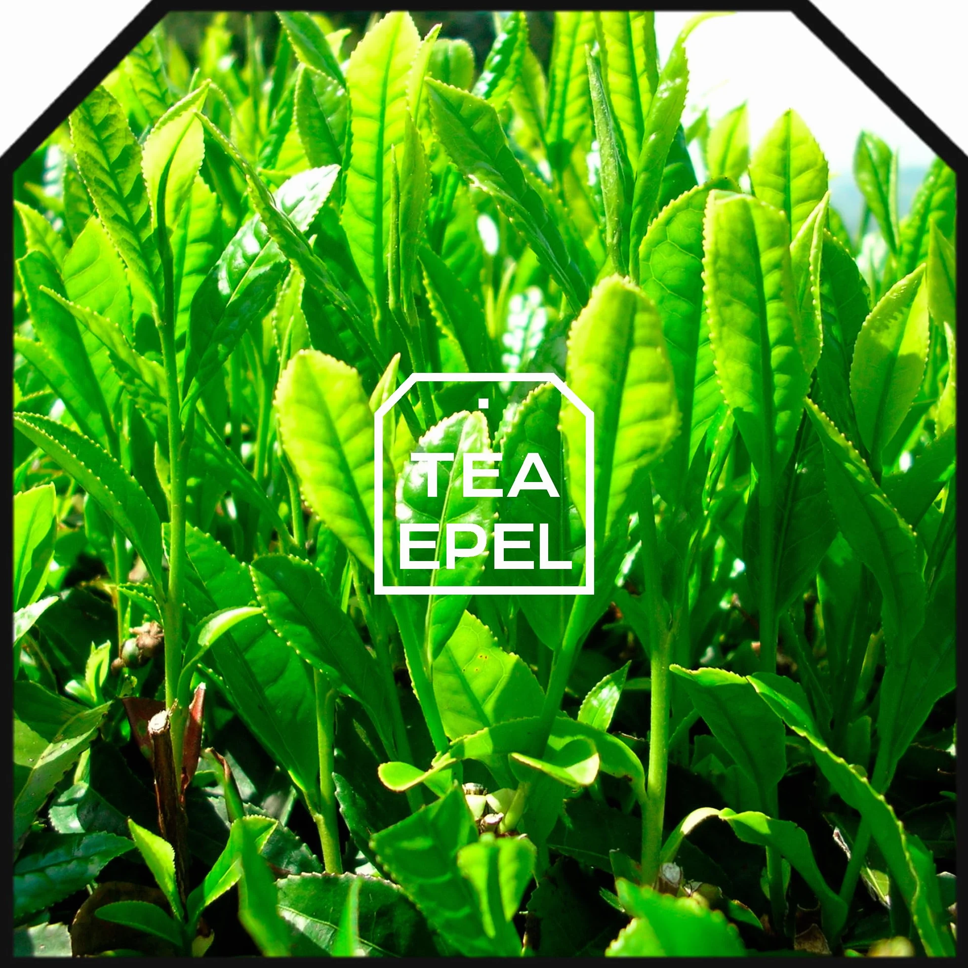 Té Verde Gunpowder 200g - Té a Granel - Infusión de Hierbas