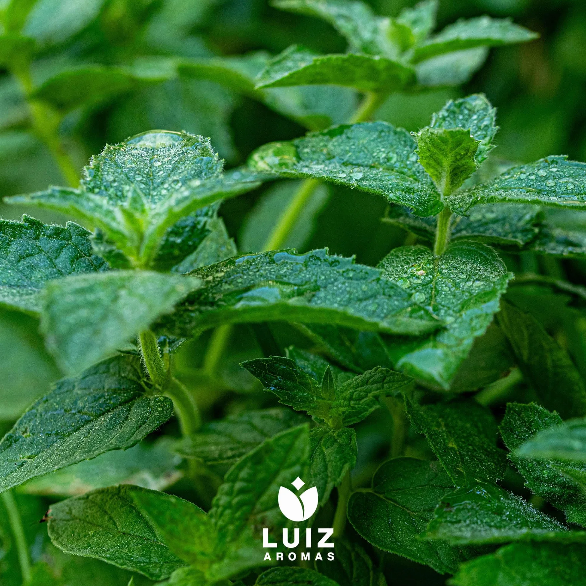 LUIZ AROMAS Aroma Menta Aroma Alimentario en Gotas 100g Vegano sin Azúcar