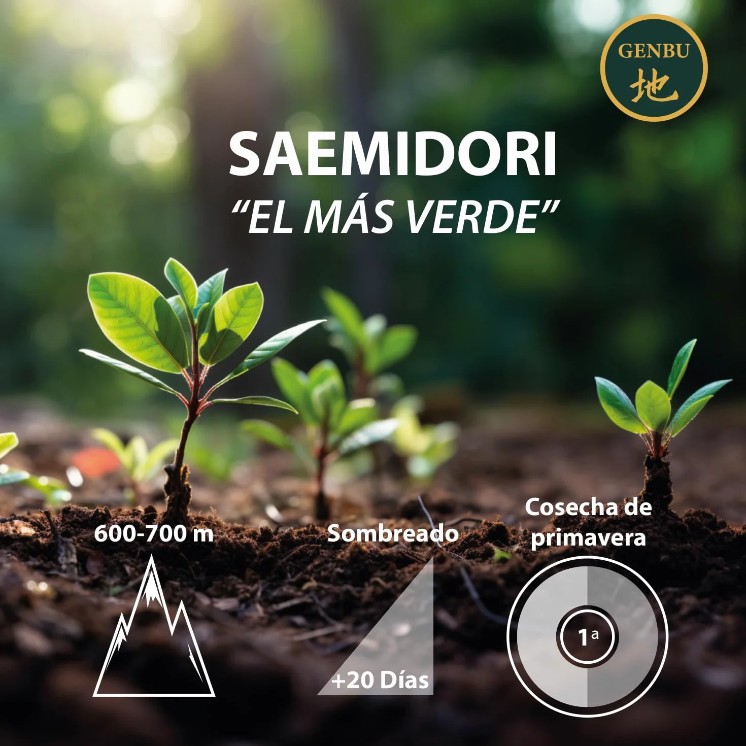 GENBU MATCHA Té Matcha de Grado Ceremonial Premium en Polvo 100% Natural Japonés 100gr