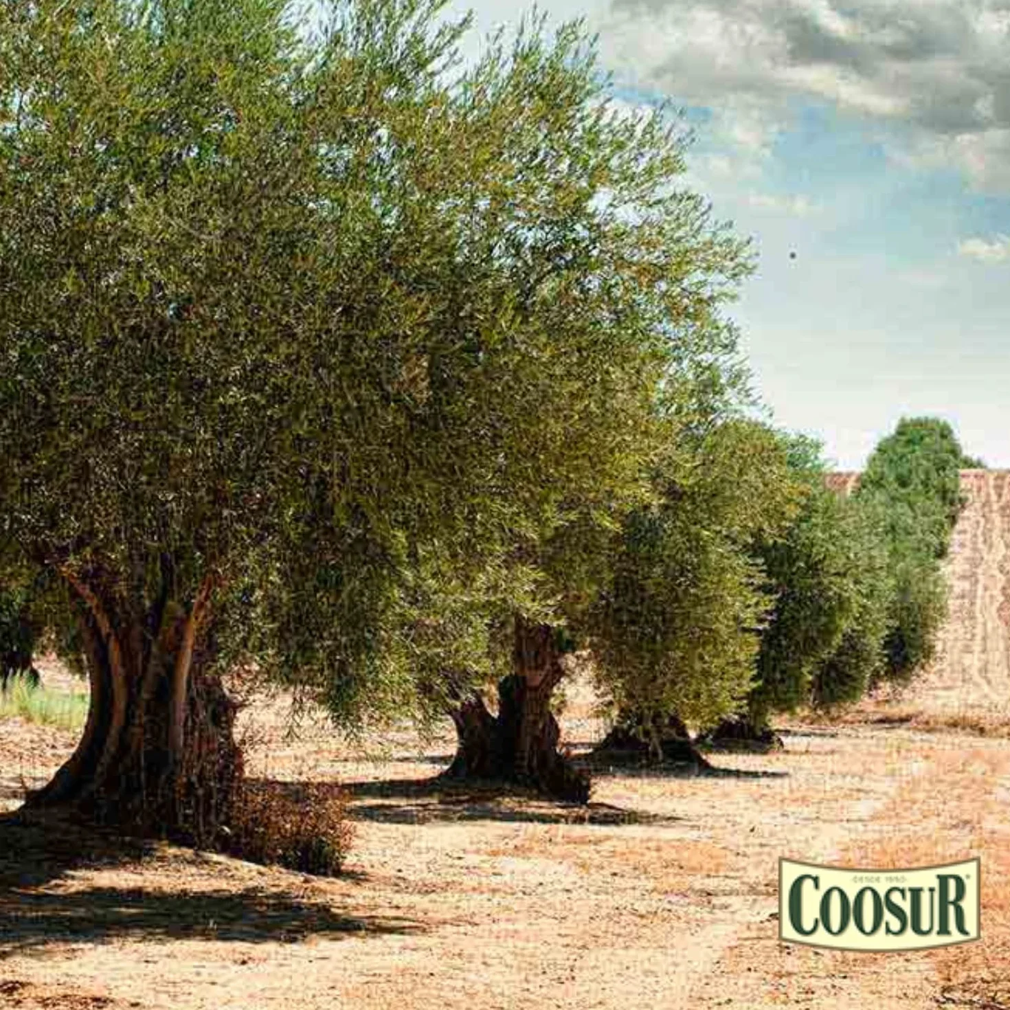 Aceite de Oliva Suave COOSUR Botella 1 L