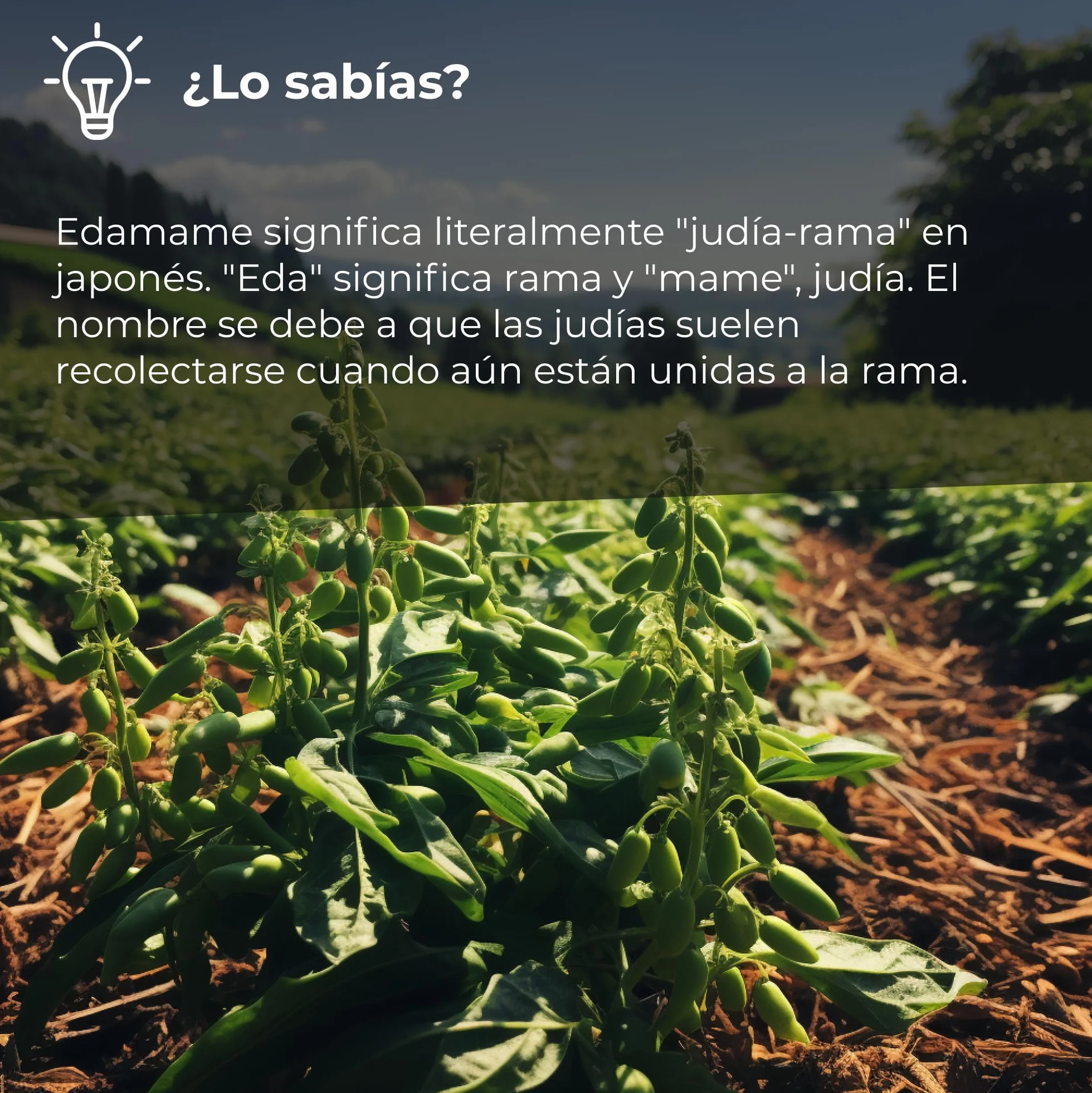 Edamame Tostado 1 Kg Soja Verde Natural Sin OGM Sin Gluten Vegano Snack Proteína