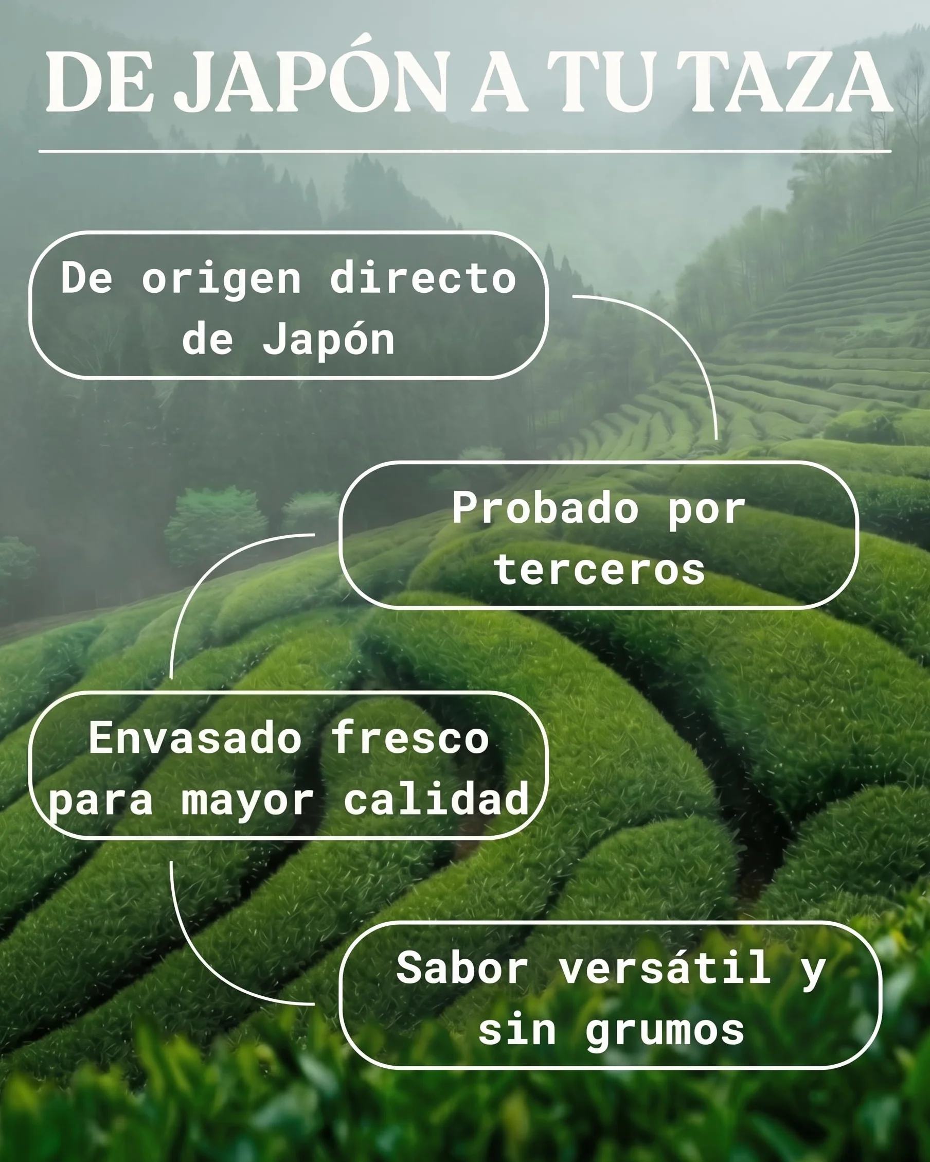 NaturaleBio Té Verde Orgánico en Polvo 200g Té Matcha Biológico Japonés Premium Uji Kyoto