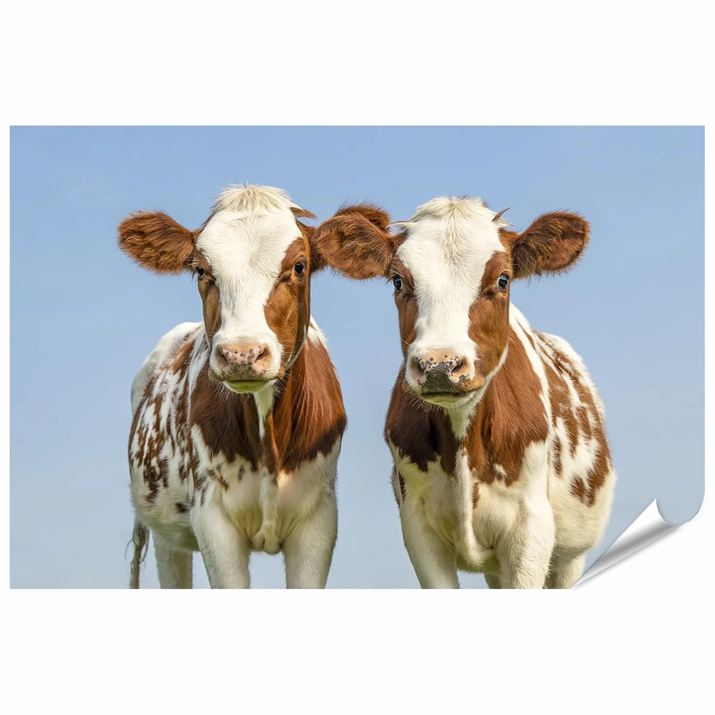 islandburner Prime Poster - Póster de dos vacas jóvenes en un prado de verano bajo el cielo azul - Póster 130 x 90 cm
