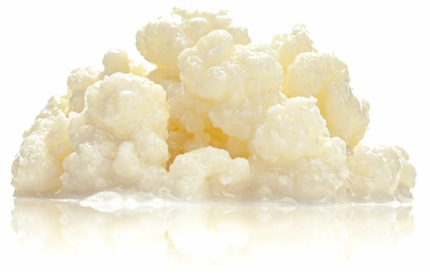 OH MY KÉFIR® Nódulos Vivos de Kéfir de Leche 10g – Cultivo Casero Probiótico Natural con Instrucciones y Recetario