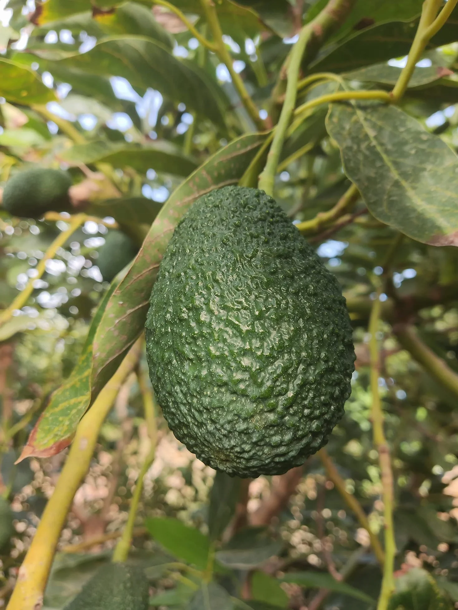 Aguacate Hass Pack 2 kg - Aguacates Frescos Seleccionados para Guacamole