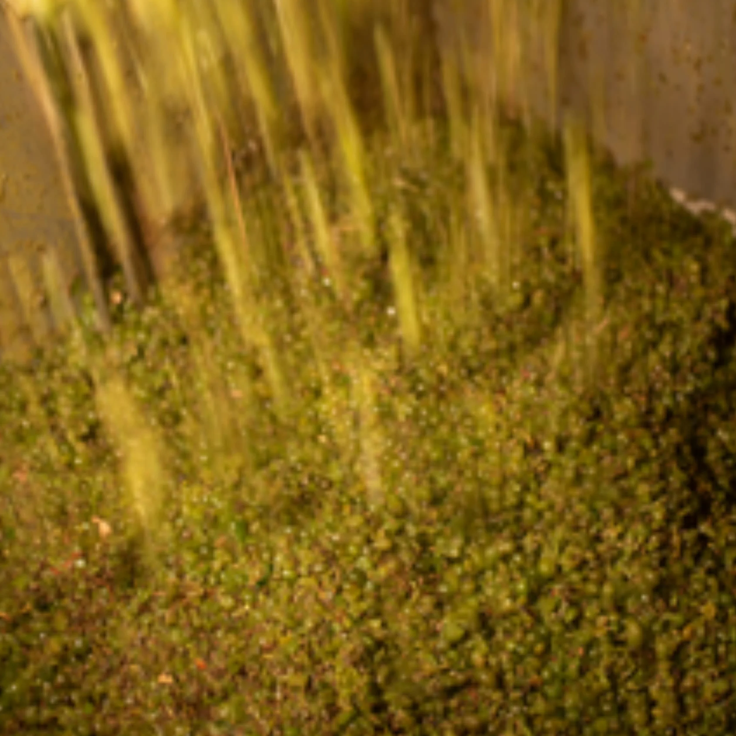 Protos Vino Blanco Verdejo D.O. Rueda 75cl