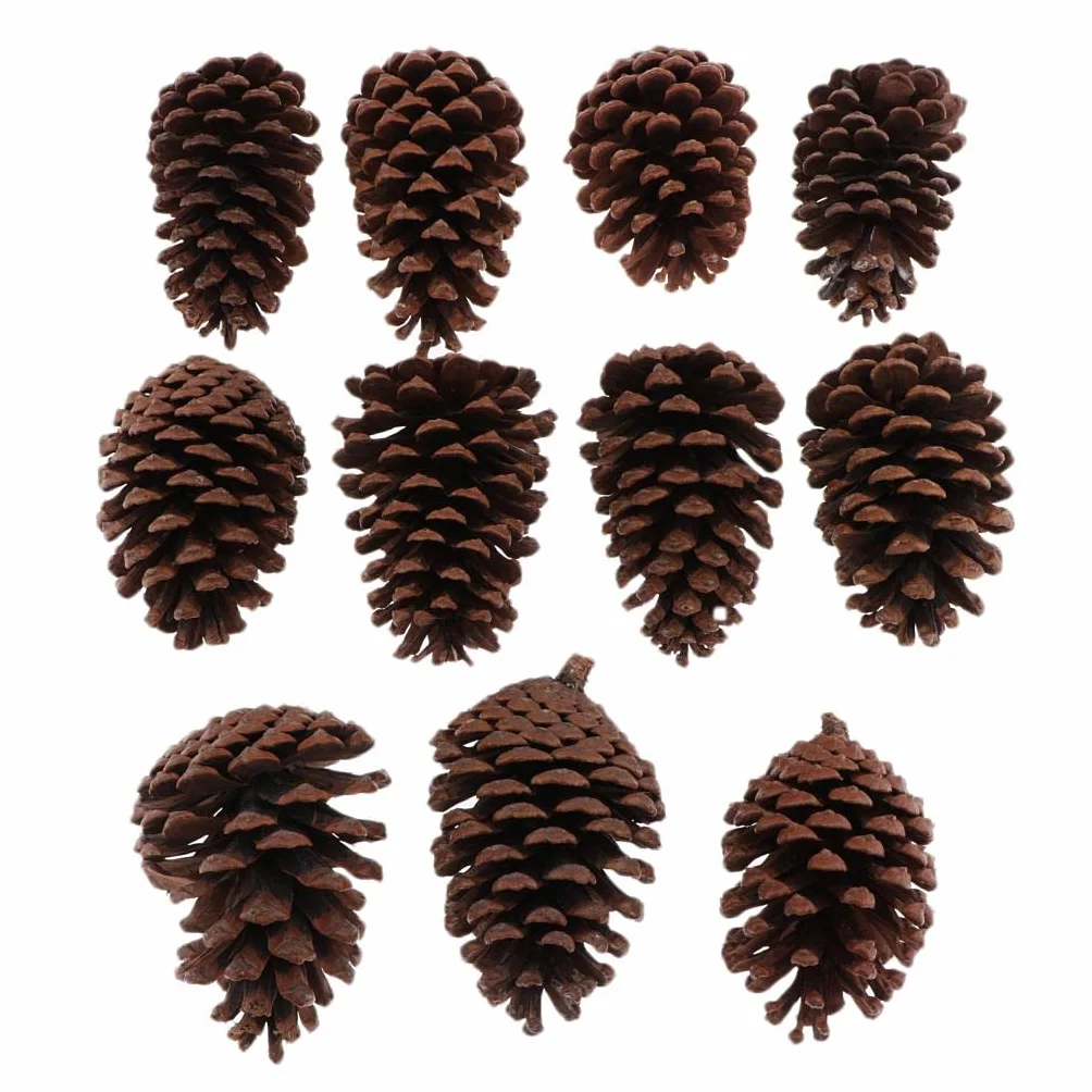 Conos de Pino Seco Natural 8-10 cm Decoración Árbol de Navidad 10 Piezas