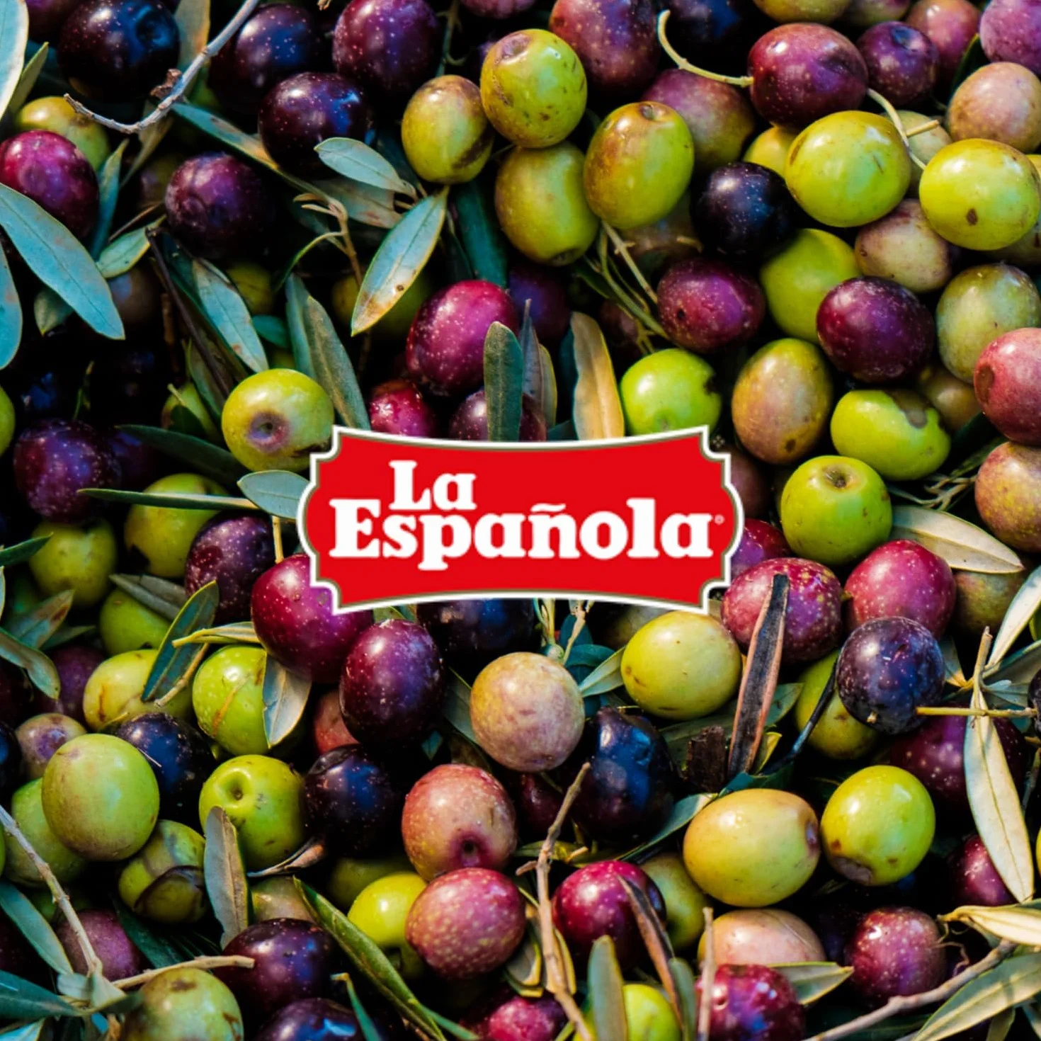 LA ESPAÑOLA Aceite de Oliva Virgen Extra Garrafa 5L AOVE Sabor Equilibrado